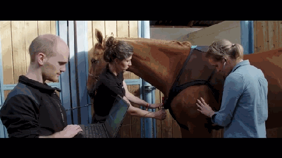 養馬的壕在哪呢?這是專為馬設計的可穿戴設備