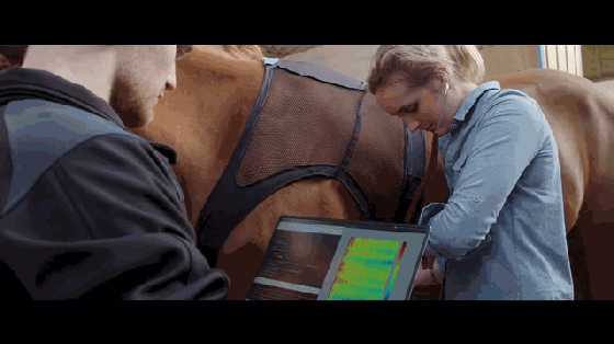 養馬的壕在哪呢?這是專為馬設計的可穿戴設備