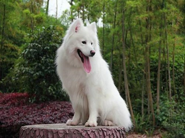 未來十年內(nèi)可通過AI能實(shí)現(xiàn)跟狗狗對話