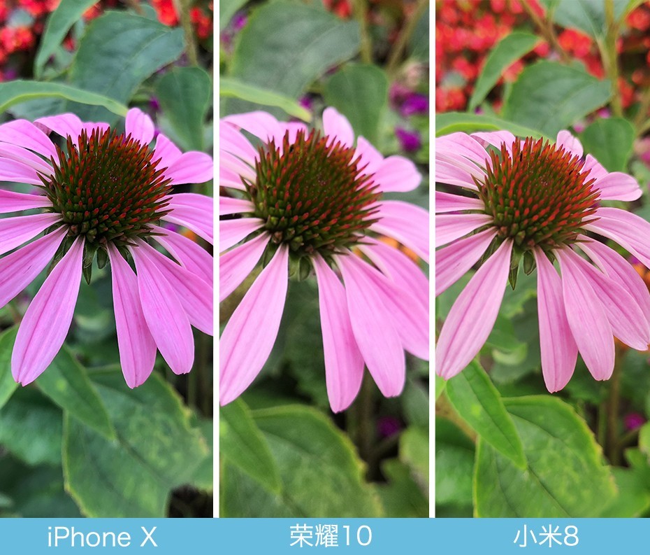 iPhone X、榮耀10、小米8拍照對比評測 蘋果秒殺一切?