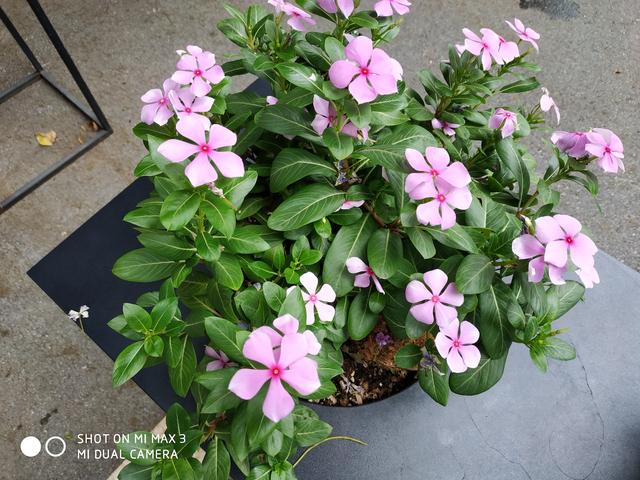 榮耀Note10和小米Max3對(duì)比評(píng)測 巨屏手機(jī)選哪款好?