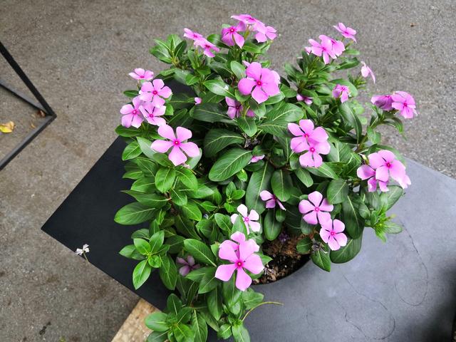 榮耀Note10和小米Max3對(duì)比評(píng)測 巨屏手機(jī)選哪款好?