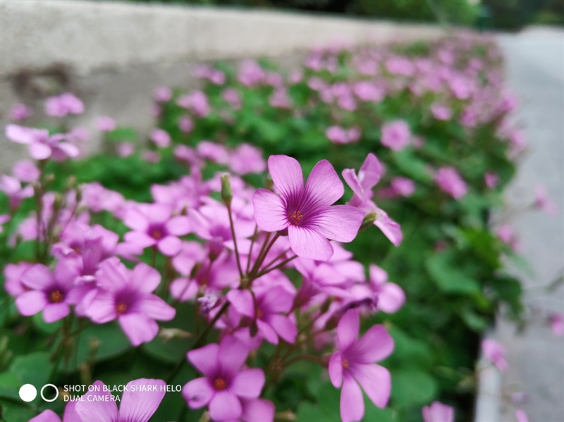 全球首款10GB內存手機!黑鯊游戲手機Helo首發評測:為手游而生